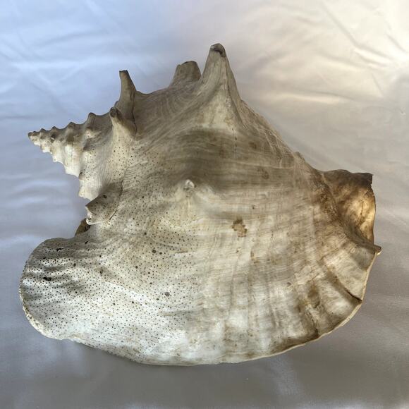 Large Queen Conch Shell 10” Natural Seashell Beach Nautical Coastal Decor Heavy - Picture 5 of 8